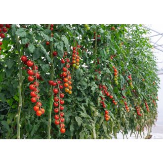 Paradicsom Tonatico F1 Koktél Bejo - 1000 szem