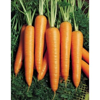 Sárgarépa Vita Longa Bejo - 50g