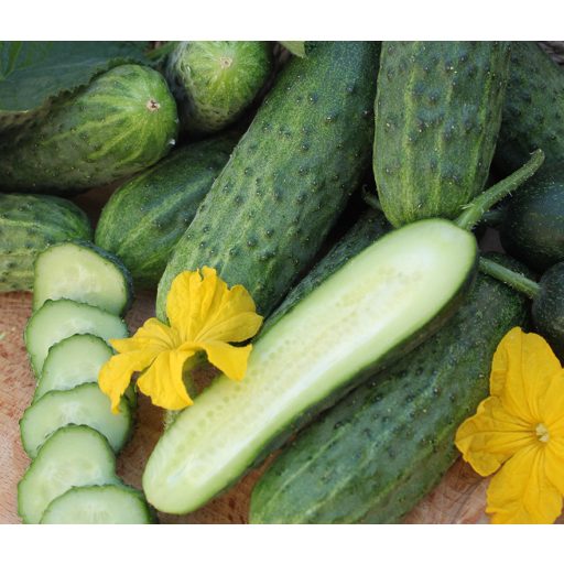 Uborka Venera F1 ZFW - 100 szem