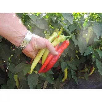 Paprika Ohnivec Semo - 500 szem