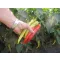 Paprika Ohnivec Semo - 500 szem