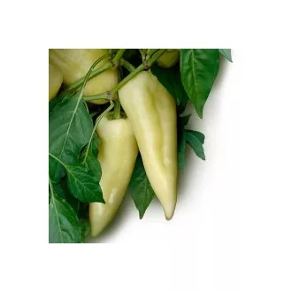 Paprika Mórahalom F1 Duna - 1.000 szem