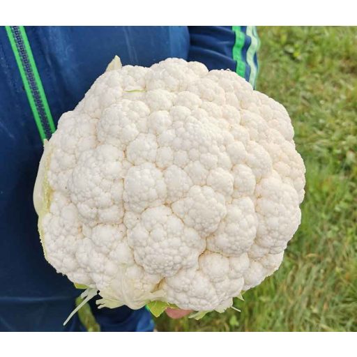 Karfiol Bianca F1 ZFW - 2500 Szem