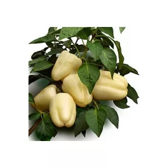Paprika Bíbic F1 Duna - 1000 szem