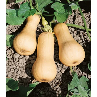 Sütőtök Liscia Semo - 50g