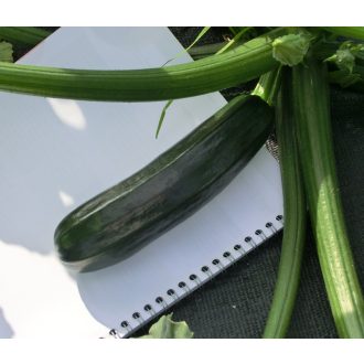 Cukkini Mirza F1 ZFW - 250 szem