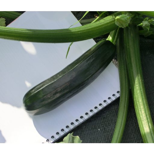 Cukkini Mirza F1 ZFW - 250 szem
