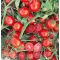 Paradicsom UG 13577 F1 Orosco - 10.000 szem