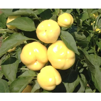 Paprika Zsófia F1 Duna - 1000 szem