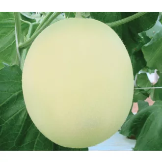 Sárgadinnye White Dew F1 ZFW - 500 szem