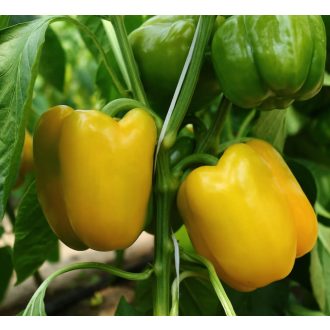 Paprika Insignia F1 Orosco - 500 szem