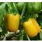 Paprika Insignia F1 Orosco - 500 szem