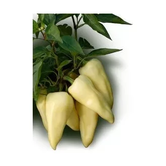 Paprika Kincsem F1 Duna - 1000 szem