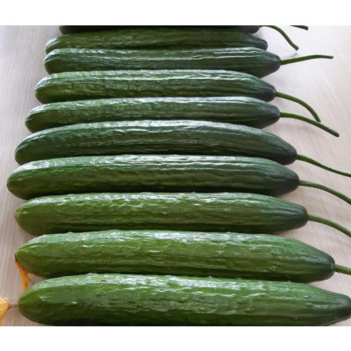 Uborka Dogo F1 ZFW - 500 szem