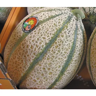 Sárgadinnye Lillo F1 EliTop ZFW - 500 szem