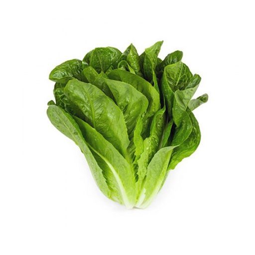 Saláta Keona (41-593) RZ Római - 1000 szem