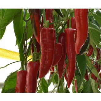 Paprika Ivanov F1 Dulce Italiano Duna - 250 szem