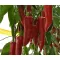 Paprika Ivanov F1 Dulce Italiano Duna - 250 szem