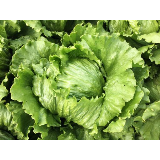 Saláta Liberkin Jégsaláta Pillírozott Nunhems - 5000 szem