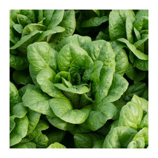 Saláta Mencius (41-180) RZ Római - 1000 szem