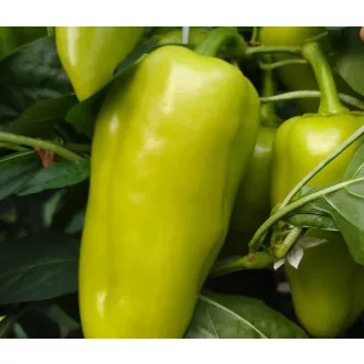 Paprika Dinamo F1 Capsico - 100 szem