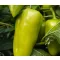 Paprika Dinamo F1 Capsico - 100 szem
