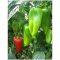 Paprika Ariadni F1 Kápia Seminis - 100 szem