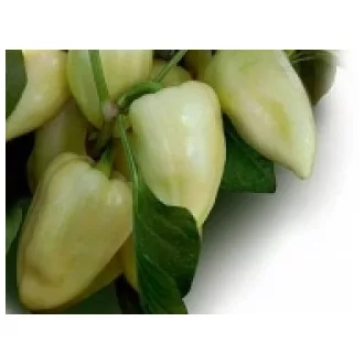 Paprika Julianus F1 Duna - 1.000 szem