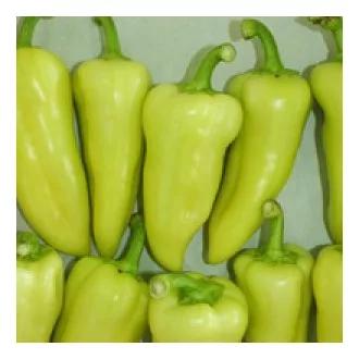 Paprika Kaméleon F1 Seminis - 1000 szem