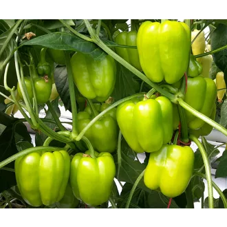 Paprika Leonidas F1 Duna - 250 szem