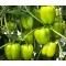 Paprika Leonidas F1 Duna - 250 szem