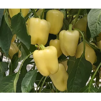 Paprika Bernita F1 Duna - 250 szem