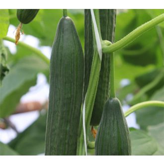 Uborka Balder F1 Syngenta - 100 szem