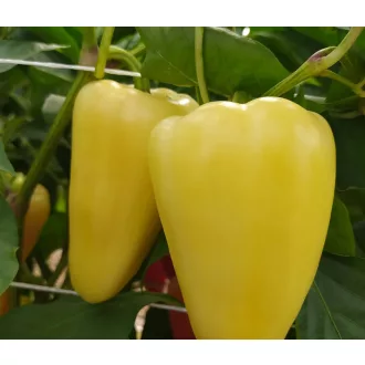 Paprika Borka F1 Capsico - 100 szem