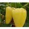 Paprika Borka F1 Capsico - 100 szem