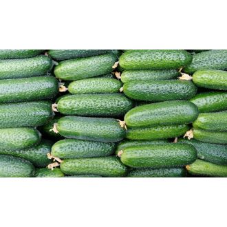 Uborka Pyrit F1 Precíziós Nunhems - 1000 szem