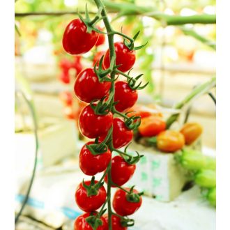 Paradicsom Markyno F1 ( UGI 89715 ) Unigen Seeds - 100 szem