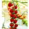 Paradicsom Markyno F1 ( UGI 89715 ) Unigen Seeds - 100 szem