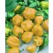 Paprika Habanero Lemon Semo - 100 szem