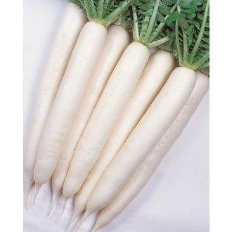 Retek Minowase Summer Cross F1 Takii Seed - 100g