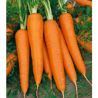 Sárgarépa Koloseum F1 Semo - 10g