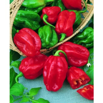 Paprika Habanero Red Semo - 100 szem