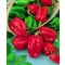 Paprika Habanero Red Semo - 100 szem