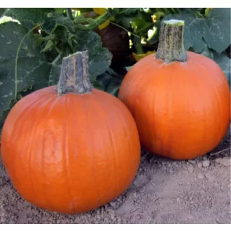   Sütőtök Early Abundance Hakkoween (Halloween Tök) - 500 Szem