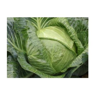 Fejeskáposzta Adelco F1 Syngenta - 2500 szem