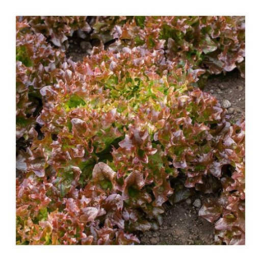 Saláta Accalon (79-60) RZ Salanova - 1000 szem