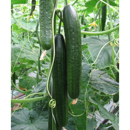 Uborka Mitre F1 Orosco - 500 szem