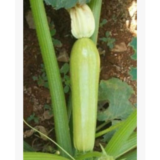 Cukkini Ardendo F1 Enza - 500 szem