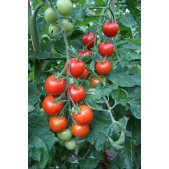 Paradicsom Bejbino F1 Koktél Semo - 500 Szem