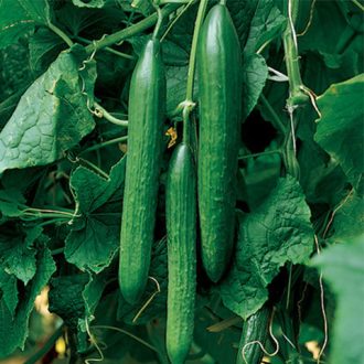 Uborka Vigorex F1 Syngenta - 100 Szem